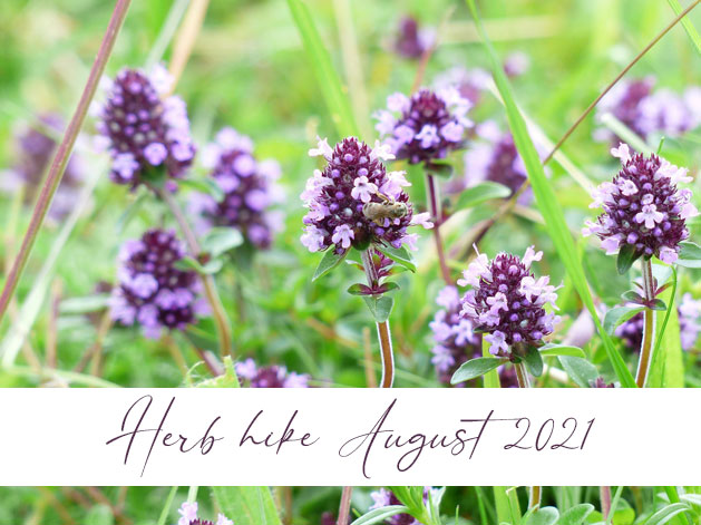 Herb hike August 2021