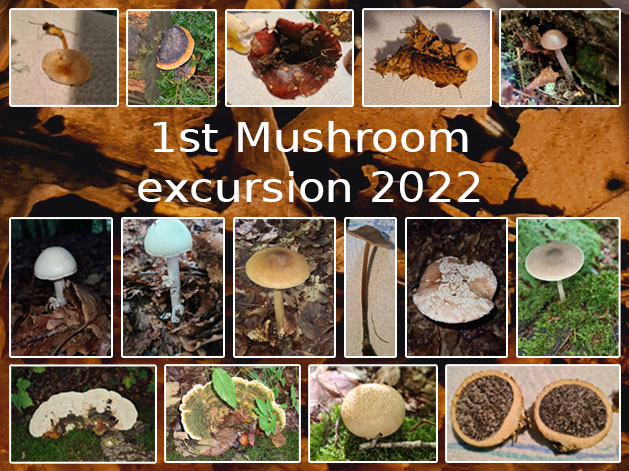 1st Mushroom excursion 2022