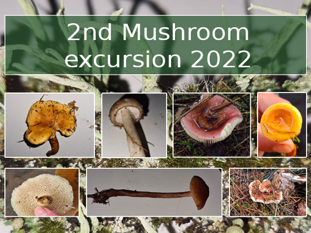 2nd Mushroom excursion 2022