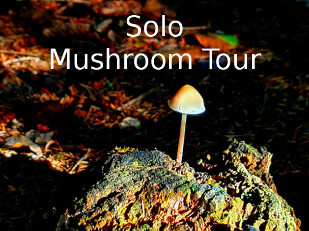 Solo - Mushroom Tour