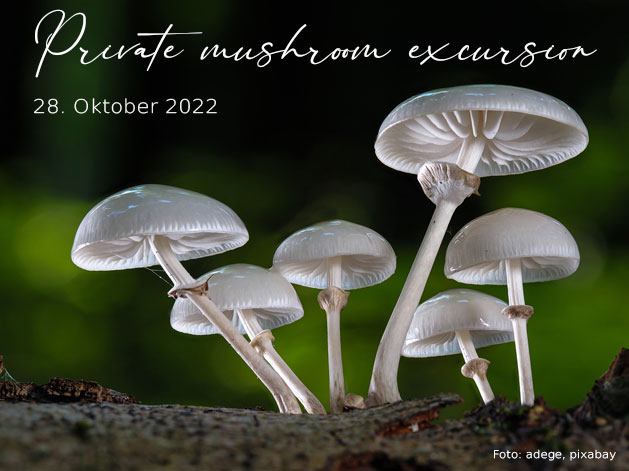 Private mushroom excursion 2022