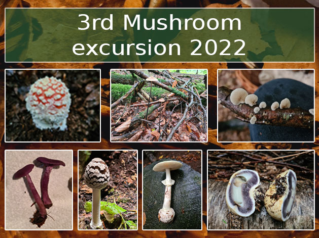 3rd Mushroom excursion 2022
