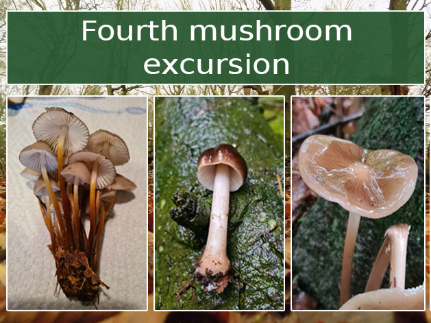 Fourth mushroom excursion