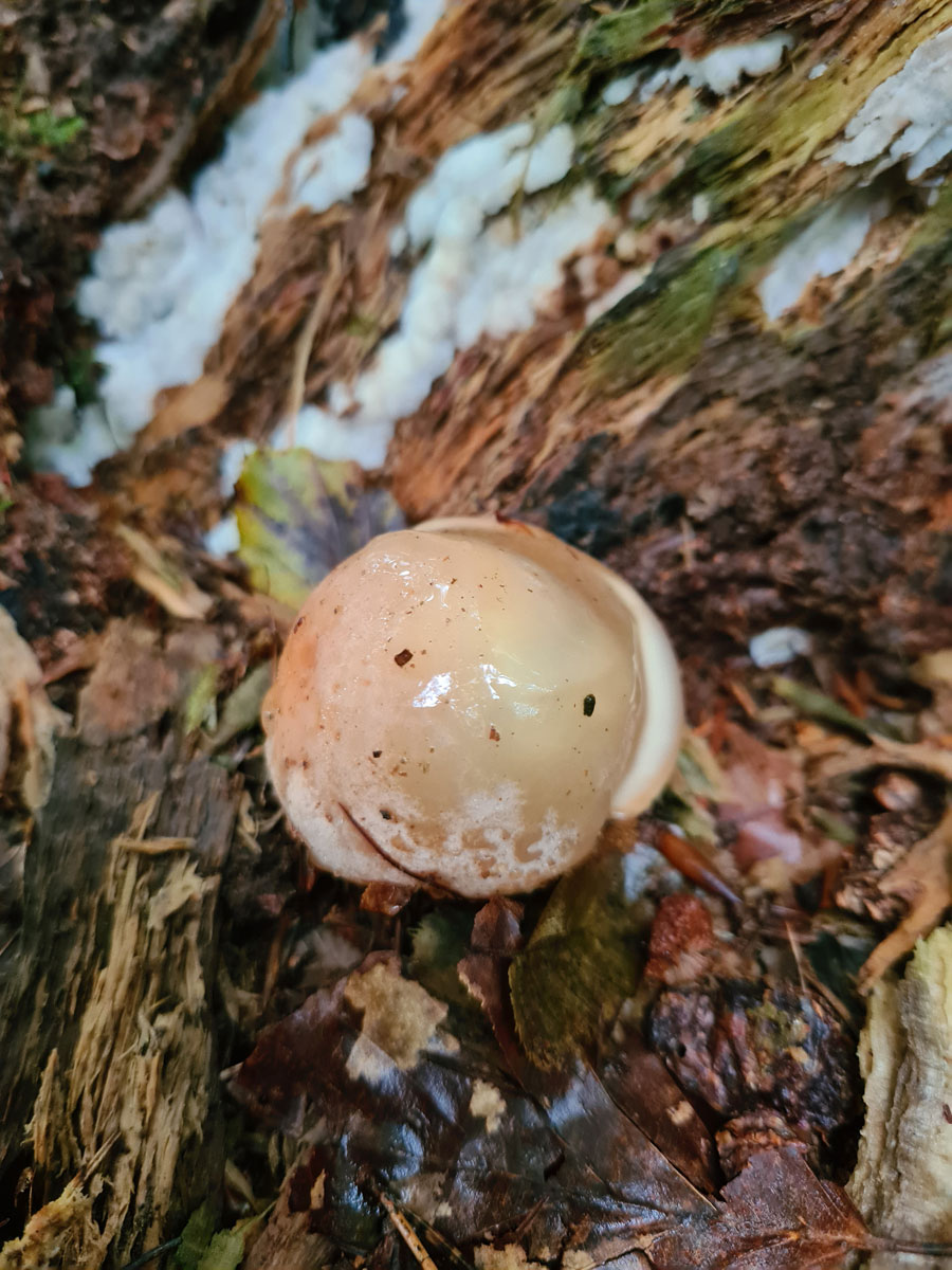 Witch's Egg