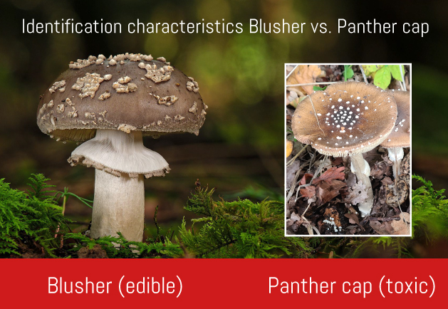 Blusher vs Panter cap