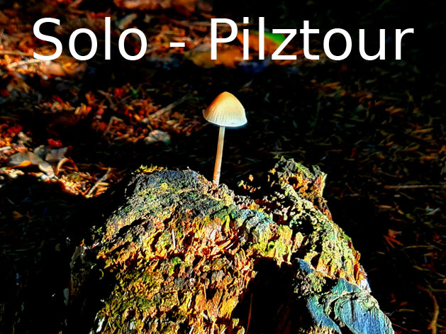 Solo-Pilztour