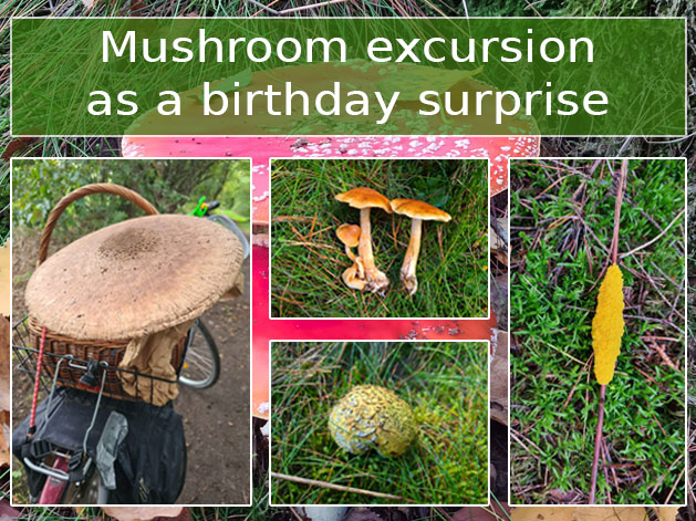 Mushroom excursion as a birthday surprise