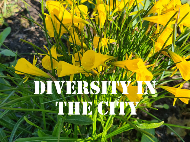 Diversity in the city