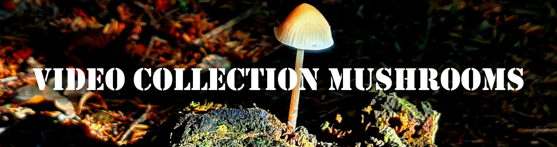 My mushroom video collection