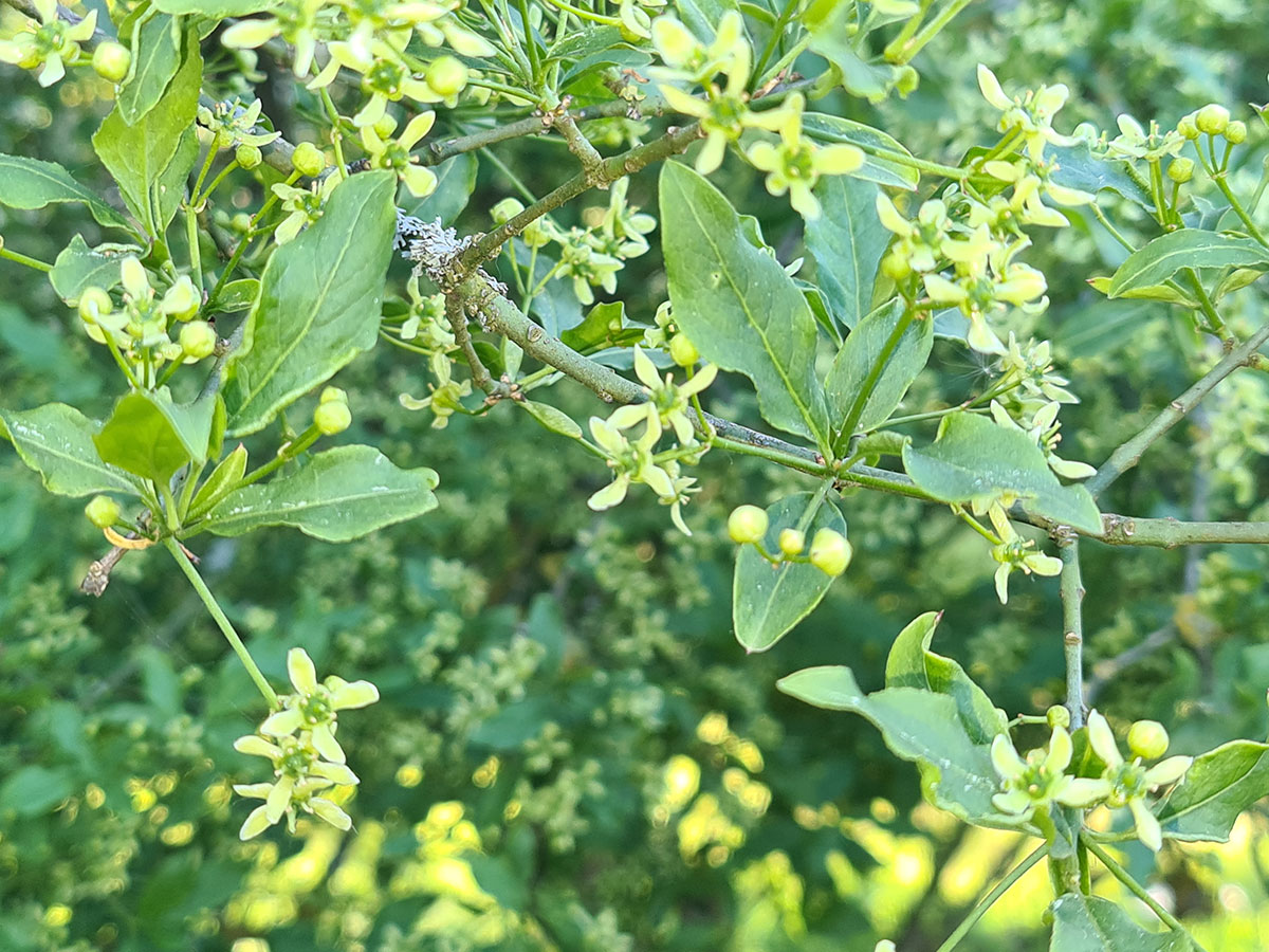 Spindle tree shortly before flowering