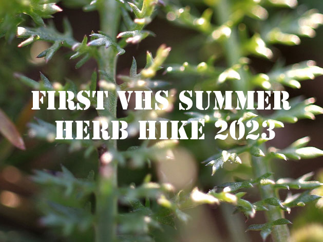 First VHS Summer herb hike 23