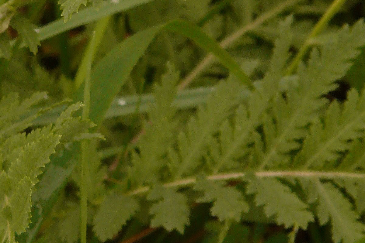 Tansy leaves