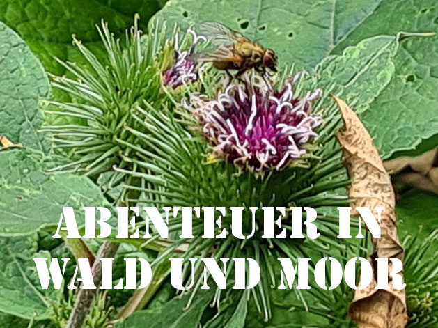 Abenteuer in Wald und Moor, Kräuterwanderung, Pilzexkursion, die Kräuterzauberin, Jagel, Damendorf, Nicole Weimert
