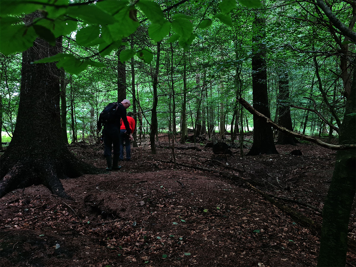 Im dunklen Wald, Kräuterwanderung, Pilzexkursion, die Kräuterzauberin, Jagel, Damendorf, Nicole Weimert