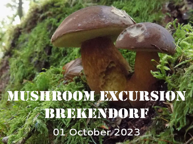 The first mushroom excursion 2023