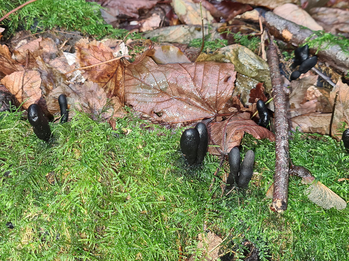 Dead man&apos;s fingers (Xylaria polymorpha)