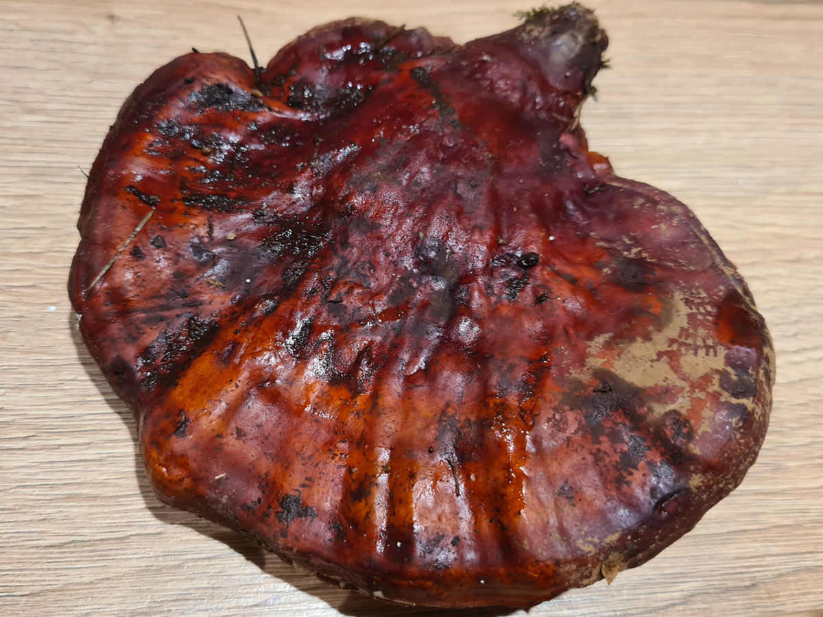 Glänzender Lackporling (Ganoderma tsugae), Reishi