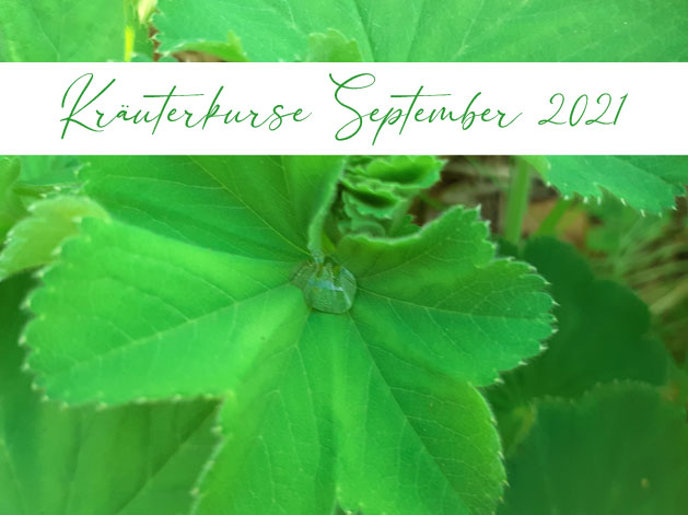 Read more about the article Kräuterkurse September