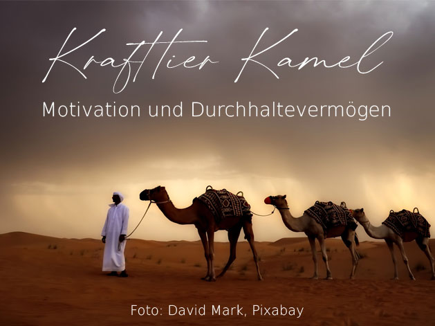 You are currently viewing Krafttier Kamel