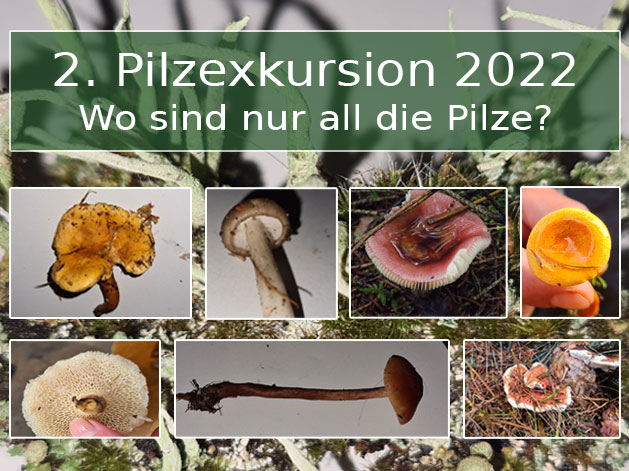 Zweite Pilzexkursion 2022