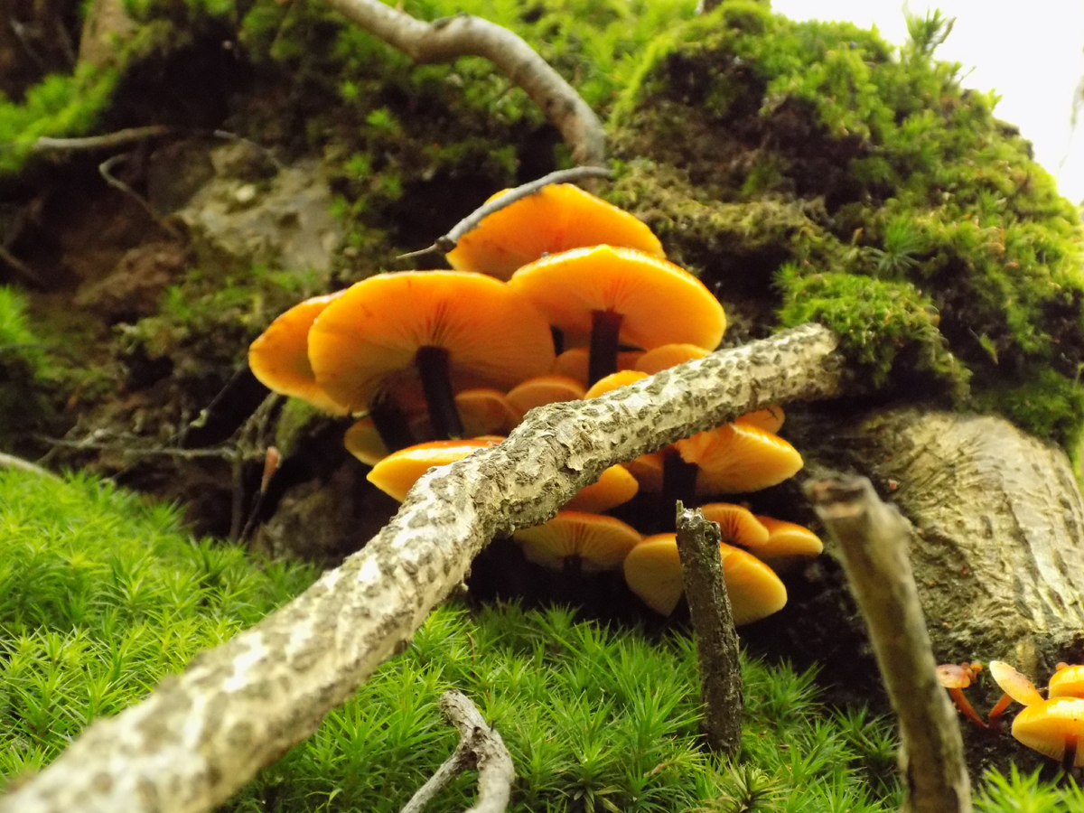 Winter fungus, medicinal mushroom, Enoki