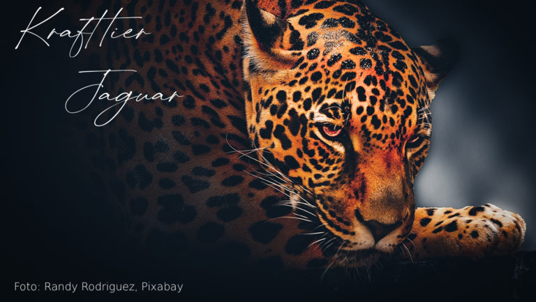 Read more about the article Jaguar