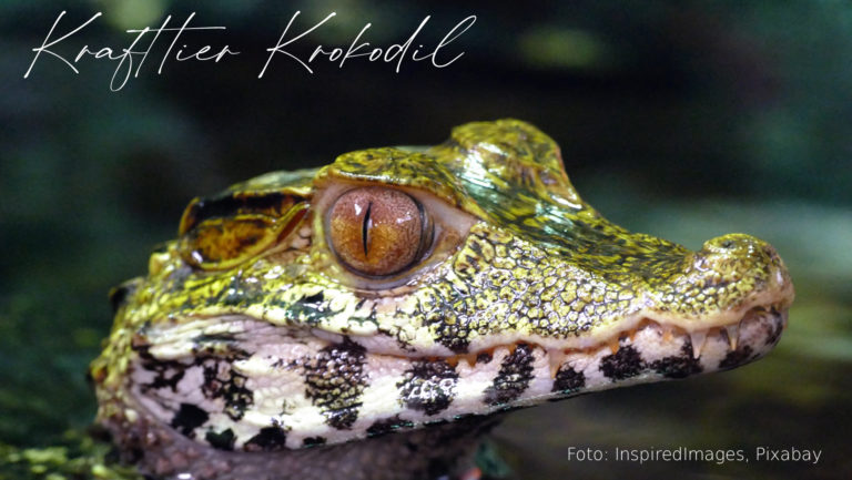 Read more about the article Krokodil