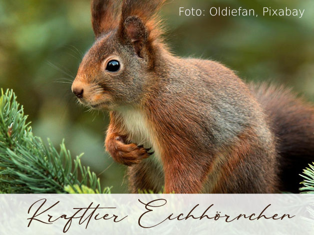 Read more about the article Krafttier Eichhörnchen