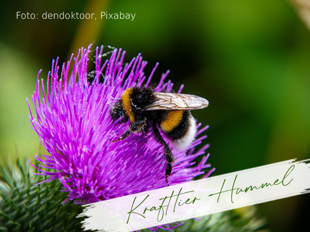 Read more about the article Krafttier Hummel